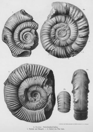 Jurassic ammonites from the Sula islands  (Boehm,1906)